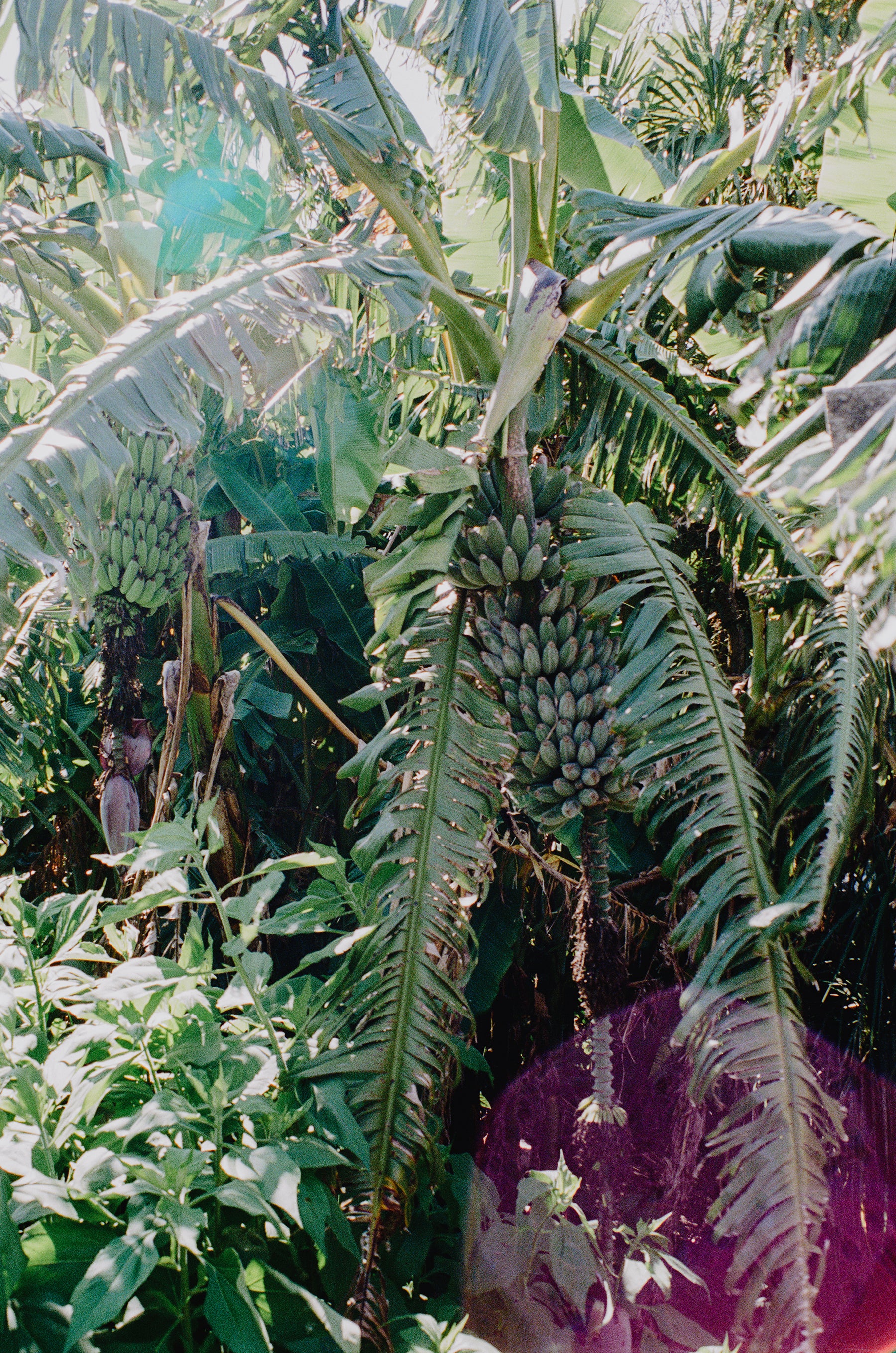 Journal // Kelmarna Community Farm
