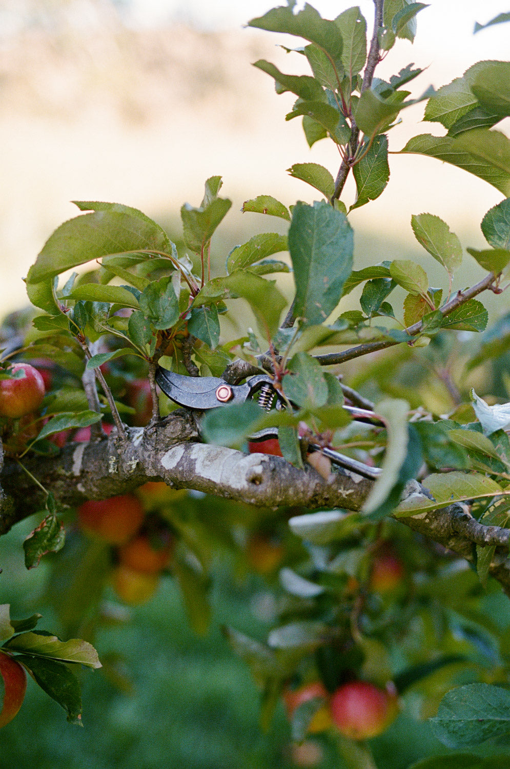 Pruner with Sheath