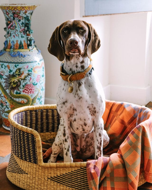 Fido Dog Blanket // Ginger