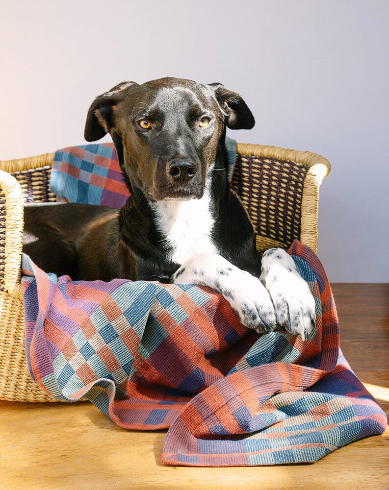 Fido Dog Blanket // Toto