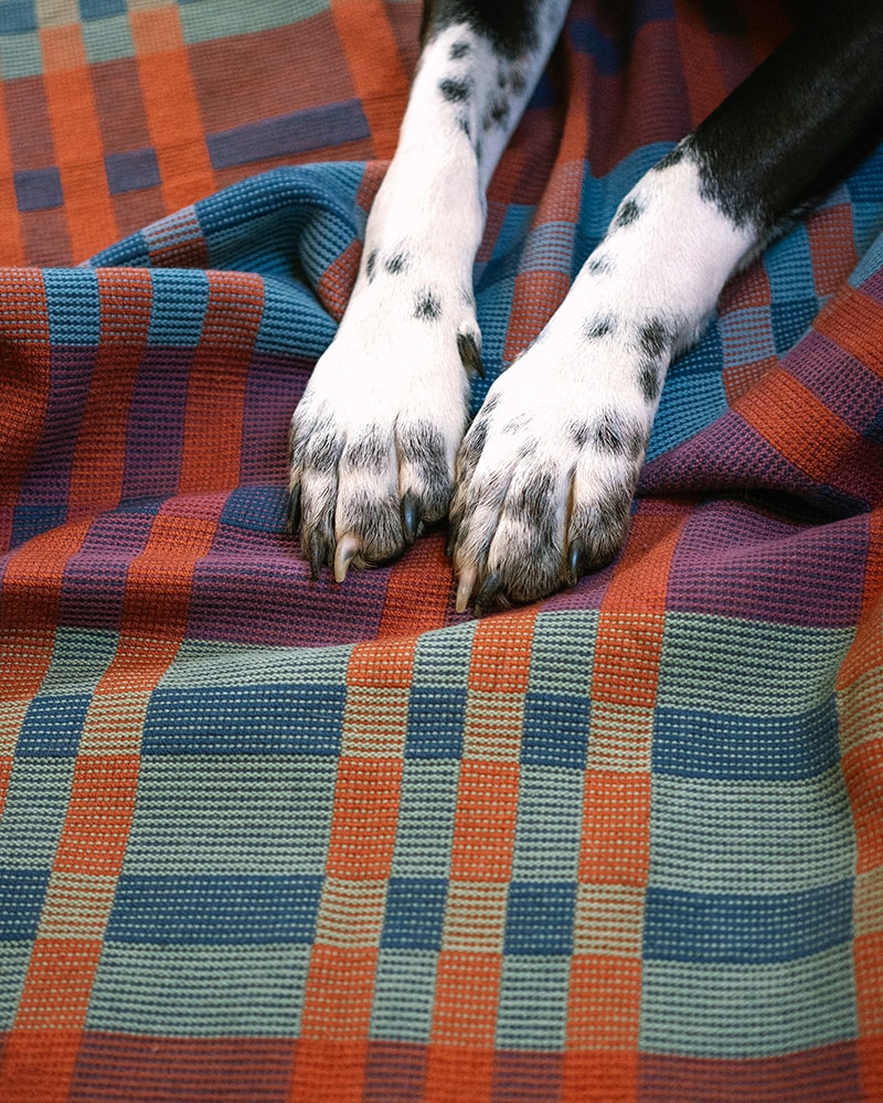 Fido Dog Blanket // Toto