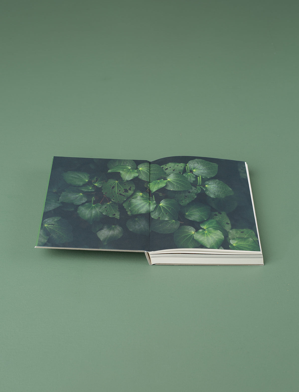 Meditations of a Landscape Architect